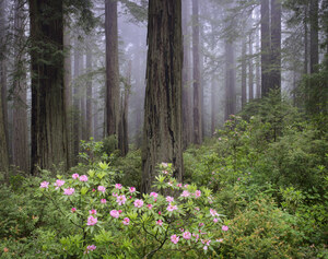 Redwoods and rhododendrons in fog, Redwood National Park, California ...